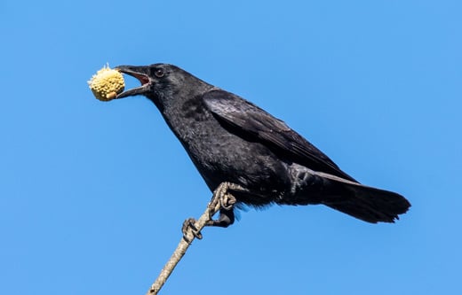 CLick or tap for a guide to gifts the help birds and the Cornell Lab