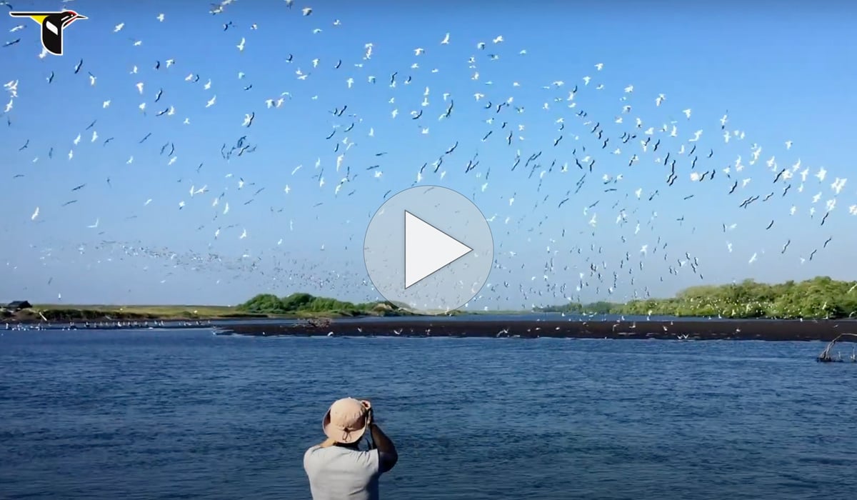 Click or tap to watch a video about the Coastal Solutions Fellows