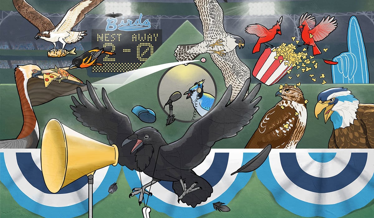 Click or tap to read about the sports teams named for birds, and the birds that can be found near stadiums. 