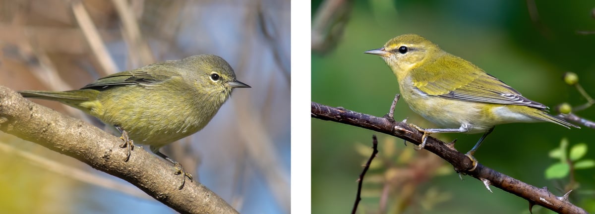 Click or tap for a lesson and a quiz about identifying a pair of tricky fall warblers