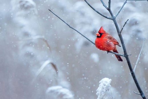 Tap or click for expert tips on winter bird photography