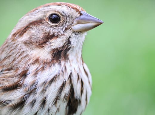 Click or tap tap read about Song Sparrow variations across the continent