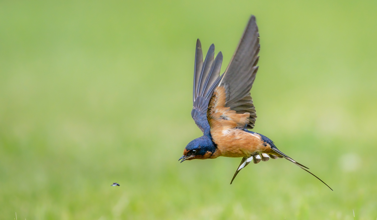 Click or tap to read about aerial insectivores and how to help them