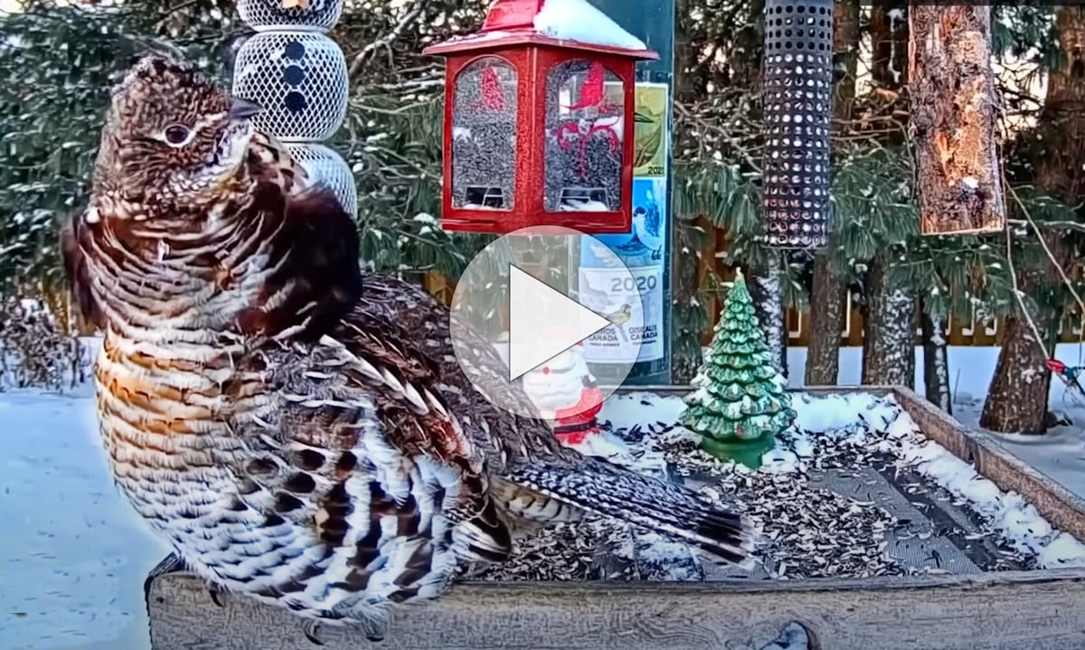 Click or tap to see all 31 species from the Ontario FeederWatch cam