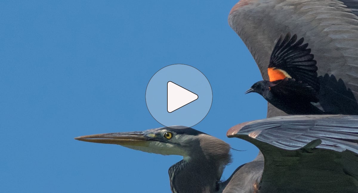 Click or tap to watch a short video about Red-winged Blackbirds
