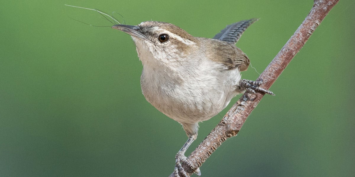 click to see tips on how to identify different wren species