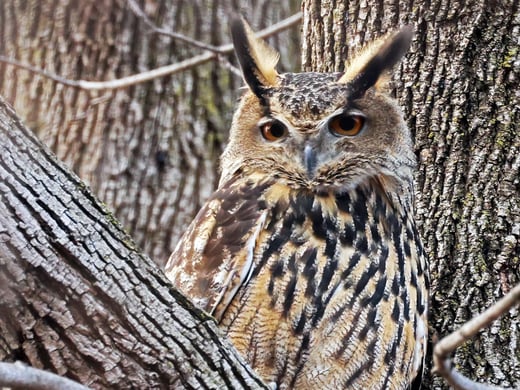 Tap or click to read about the effects of rat poison on raptors.