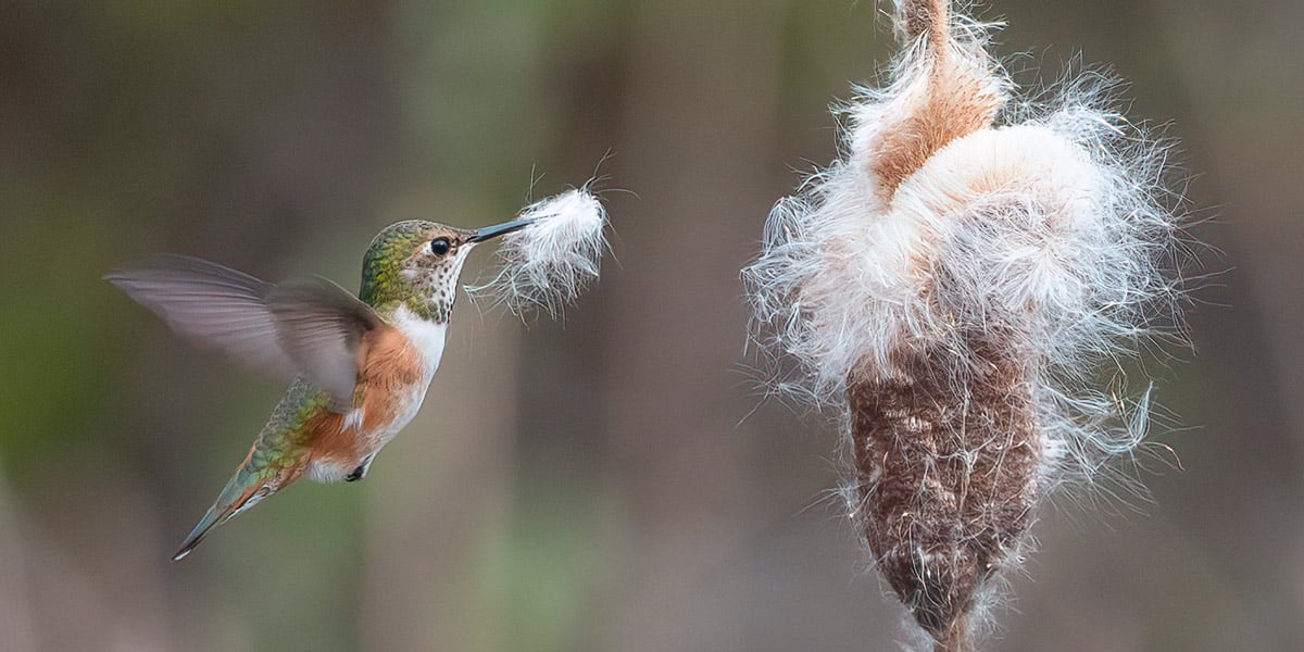 Tap or click to read article on how to find nests