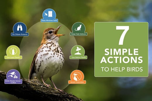 CLick or tap to read about the 7 simple actions that can help birds