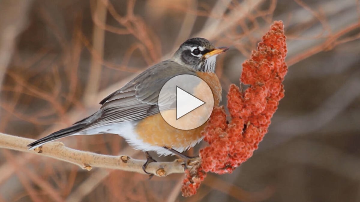 enews-american-robin-spotlight