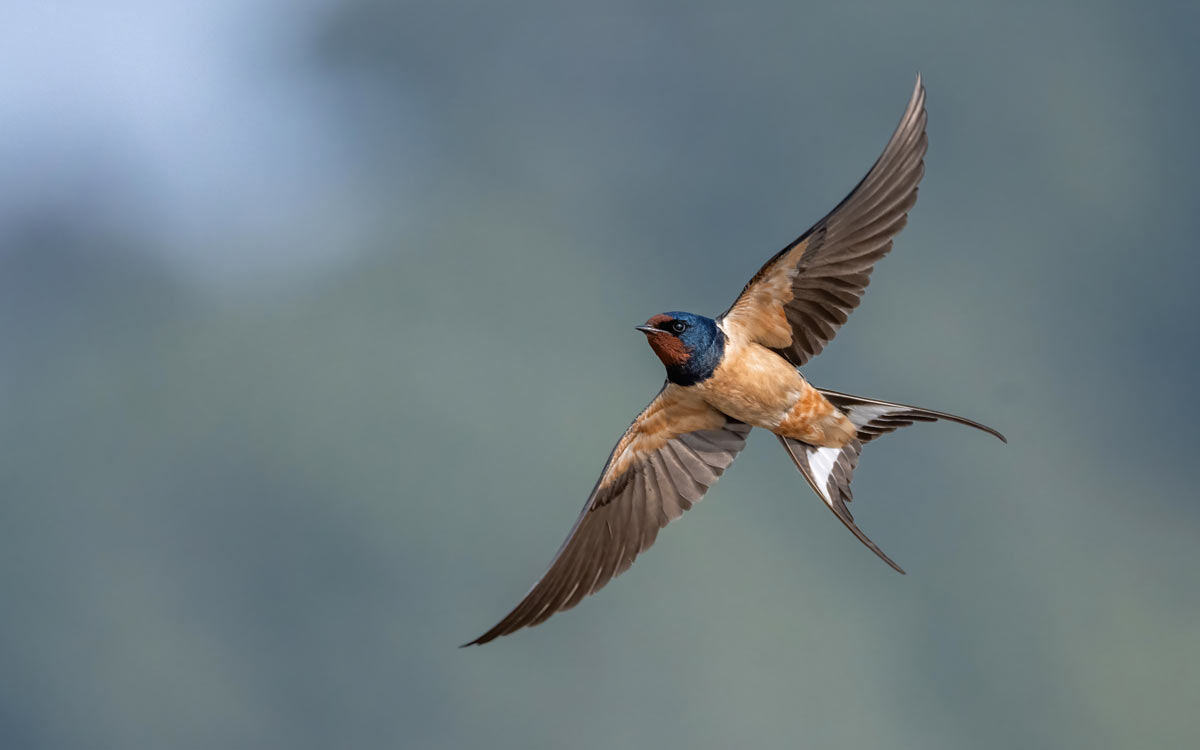 Tap or click to view the photo gallery about cosmopolitan birds