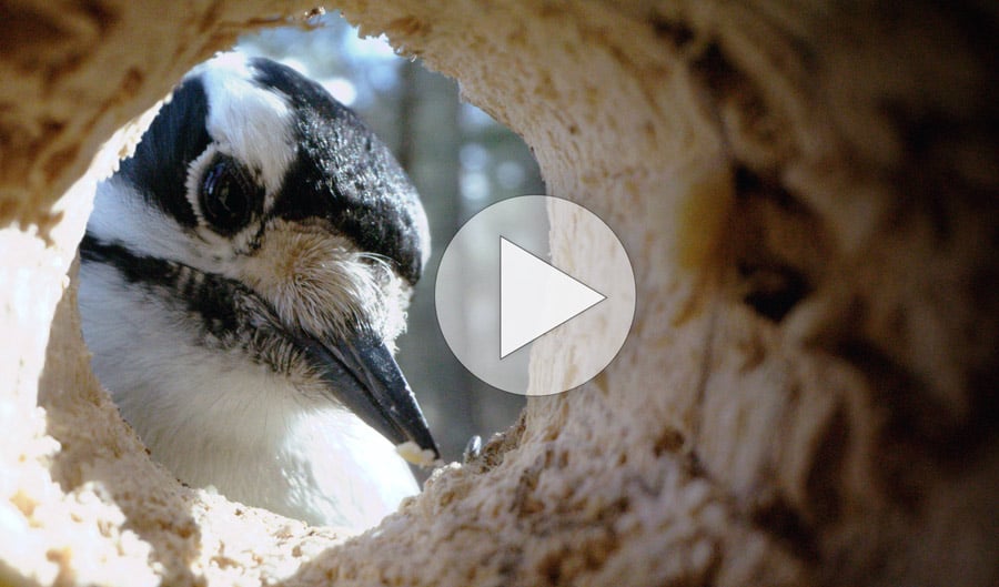 Click or tap to watch teh first episode of Backyard Birds Revealed