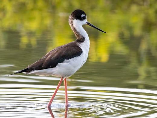 Tap or click to read about salt farmers helping to save shorebirds in Honduras