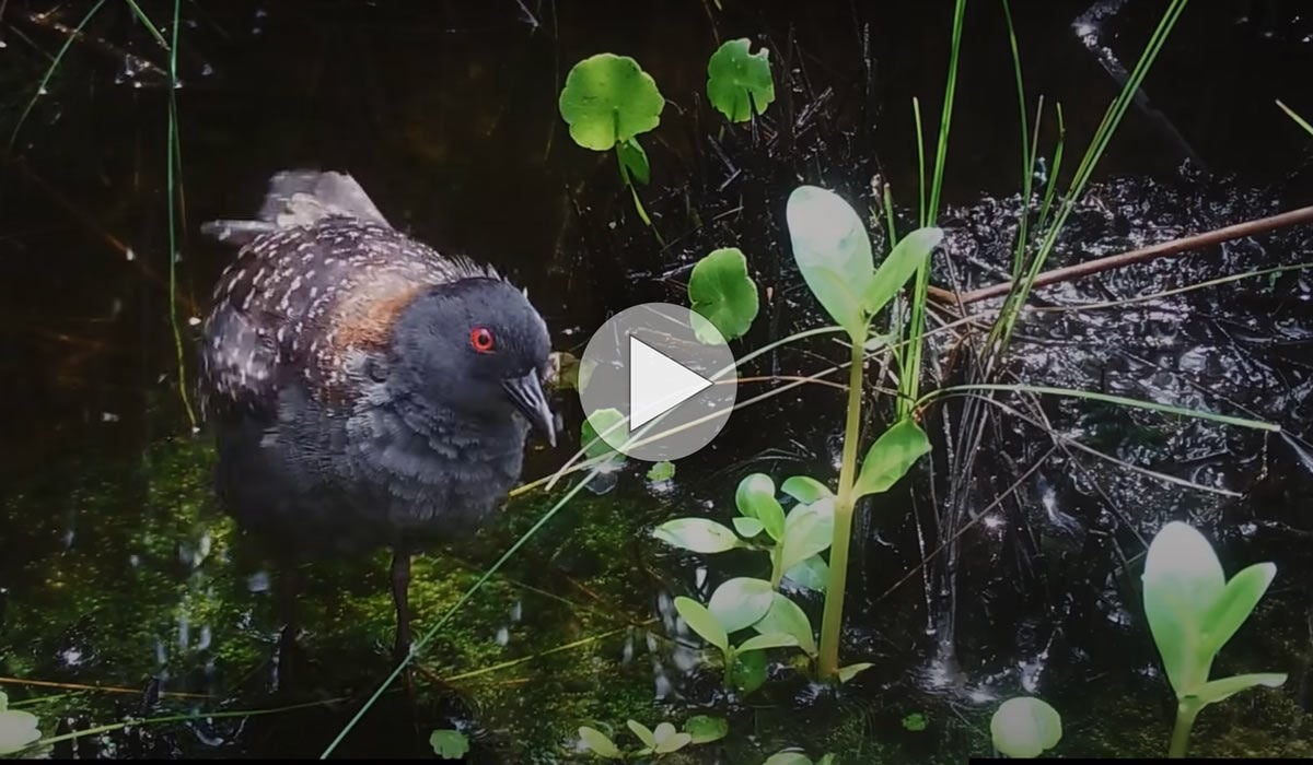 Click or tap to see a video about conservation projects to benefit this mystery species