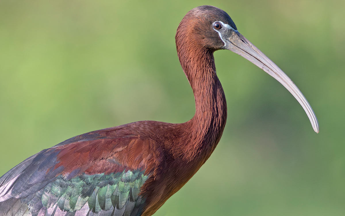 Tap or click to reveal the answer to the mystery bird.