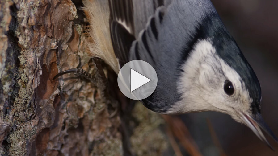 Click or tap to watch video close-ups of nuthatches and woodpeckers