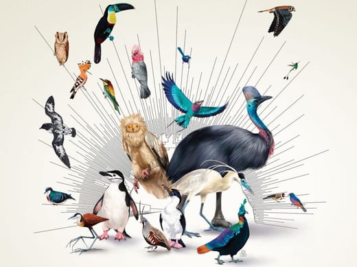 Tap or click to explore the quiz on closest bird relatives