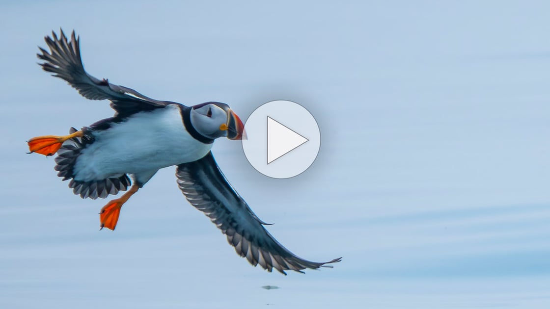Click or tap to watch an amazing video on Atlantic Puffins