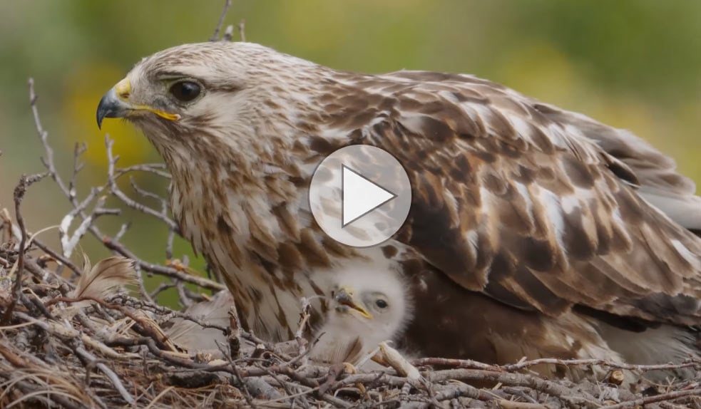 Tap or click to watch a video of hawks raising their chicks