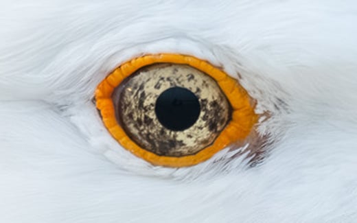 Click or tap to read about reseach into gull behavior when being stared at b humans