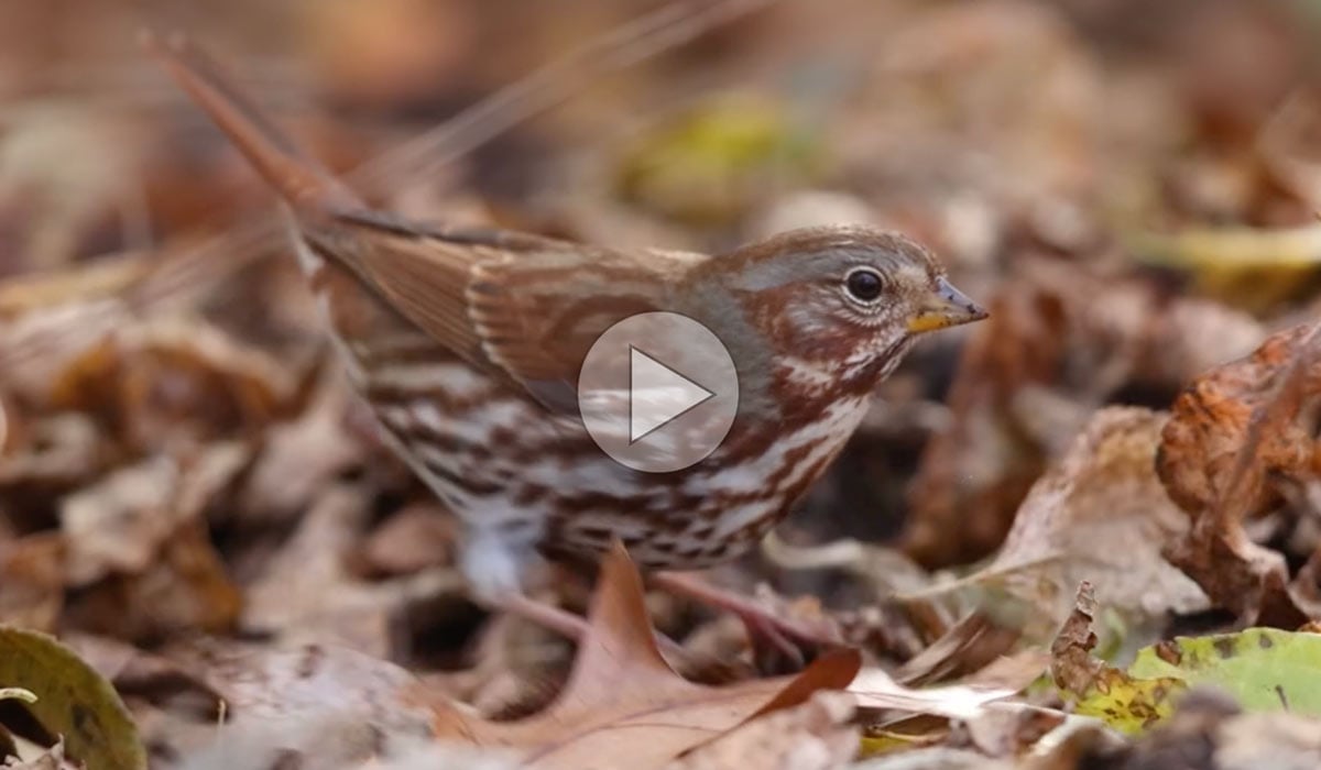click or tap to watch a short slo-mo video of the mystery bird foraging.