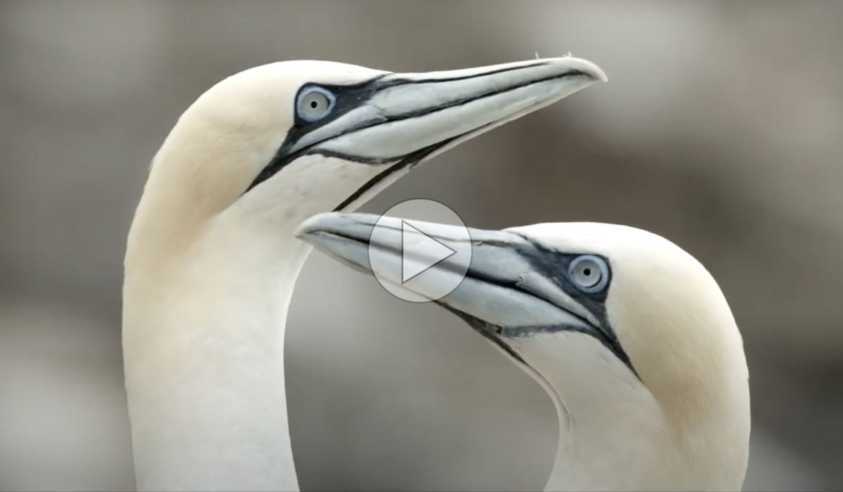 Tap or click to watch a short film about Northern Gannets
