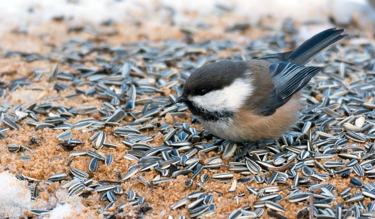 Tap or click to reveal the identity of the mystery bird