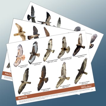 Download Your Raptor ID Photo Guide