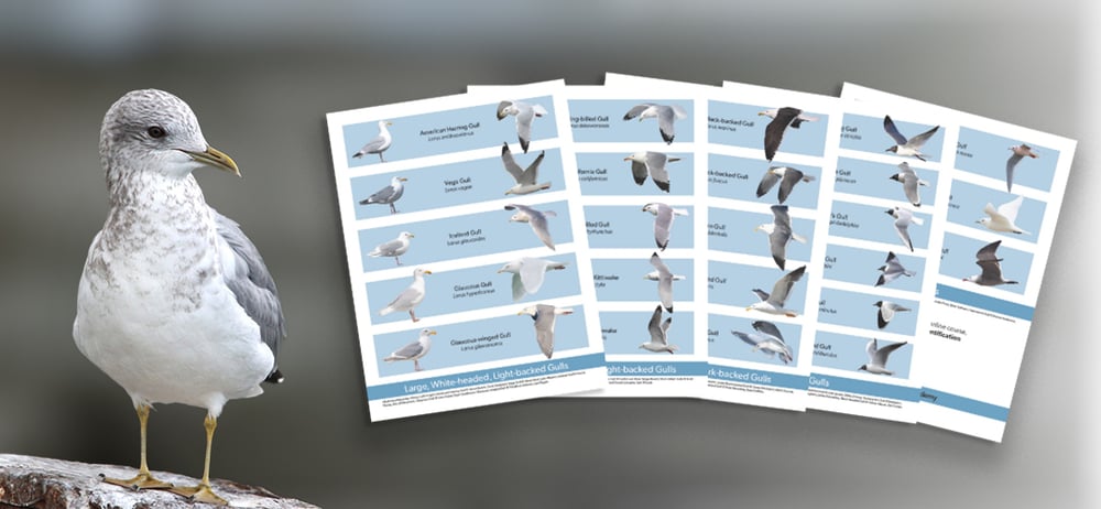 A Short-billed Gull stands beside a set of gull ID cheat sheets displaying gull comparisons. A Short-billed Gull stands beside a set of gull ID cheat sheets displaying gull comparisons.