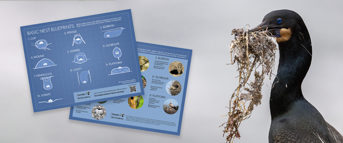 Cornell Lab Bird Academy nest blueprint poster beside a Double-crested Cormorant carrying nesting material in it's bill. Cornell Lab Bird Academy nest blueprint poster beside a Double-crested Cormorant carrying nesting material in it's bill.