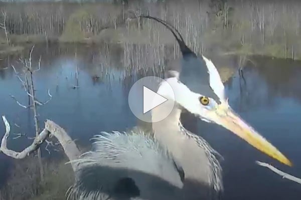Click or tap for classic heron cam highlights