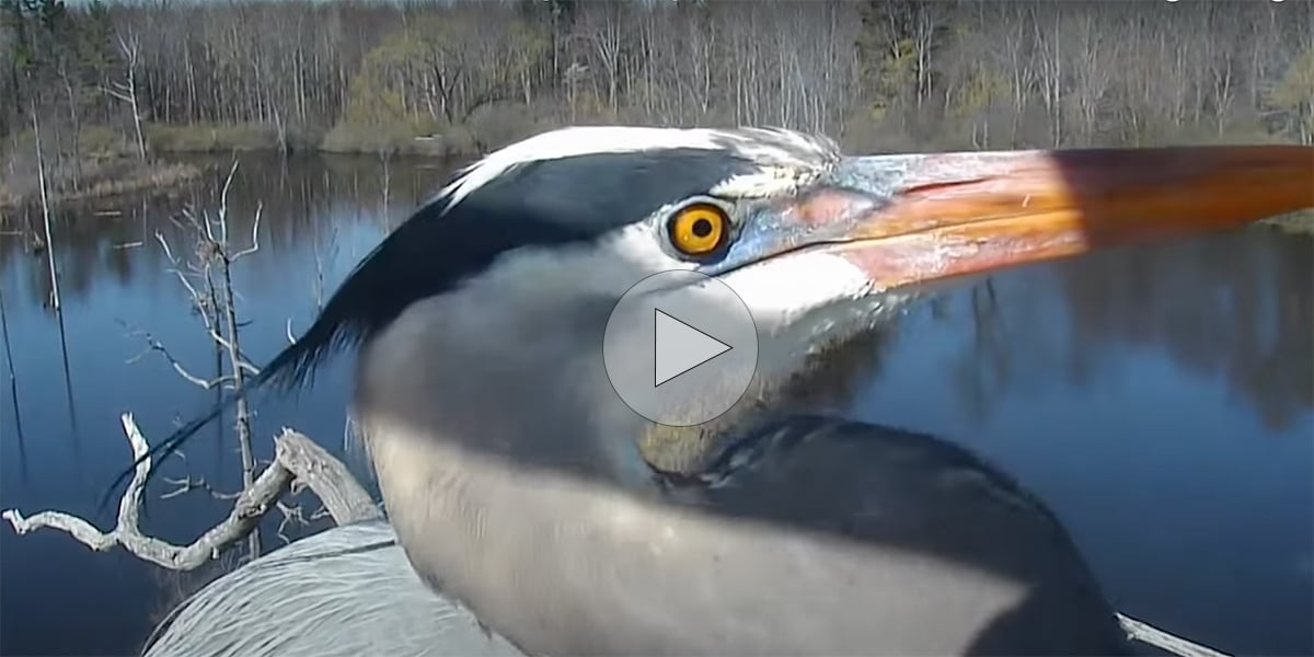 click to see nest highlights through the years