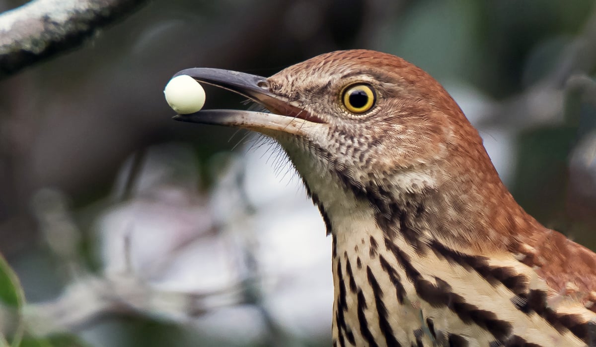 click or tap to reveal identity of the mystery bird