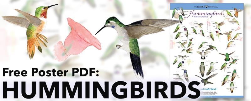 Download Our Hummingbirds of North America Poster PDF