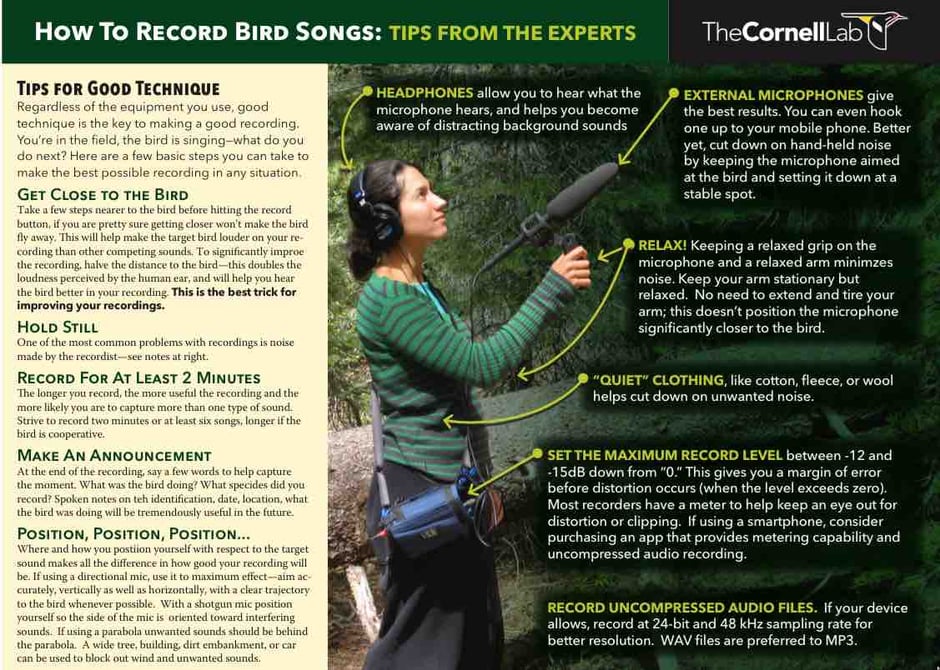 How To Record Bird Songs