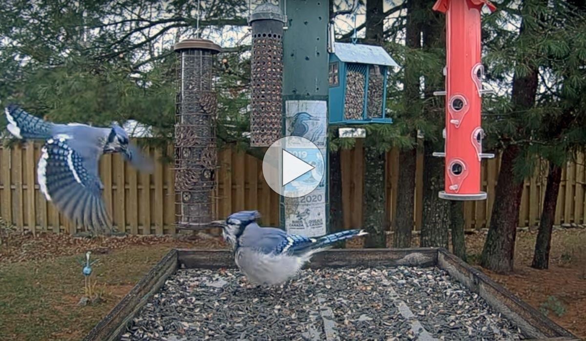 tap or click to watch video of two Blue Jays quarreling over seeds