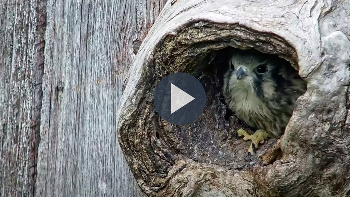 Watch American Kestrels fledge from their nest box.
