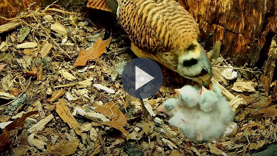 Learn about the American Kestrel nestling period.