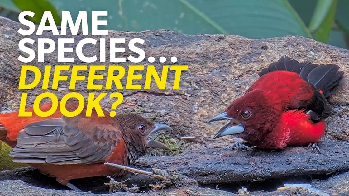 Two Crimson-backed Tanagers. Tap to learn about tropical species that show differences between males and females.