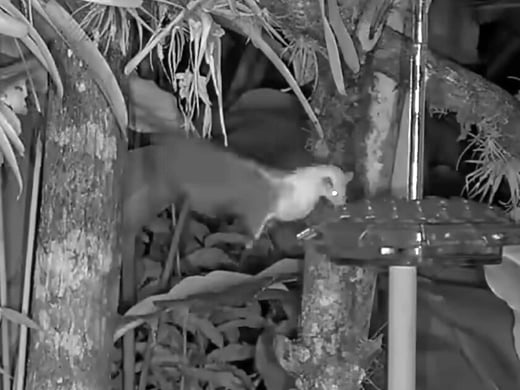 Tap to watch Orange Nectar Bats at the Panama Fruit Feeder.