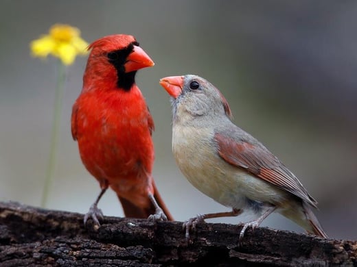 Tap or click to see birds' courtship displays