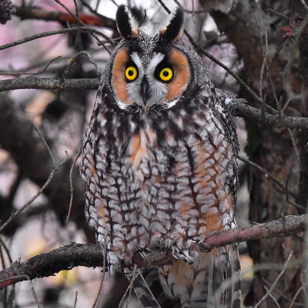 An owl perches, wide-eyed, on a treebranch