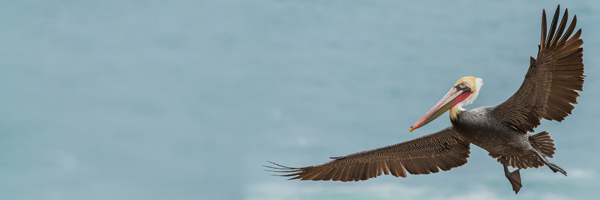 a brown pelican soars over water