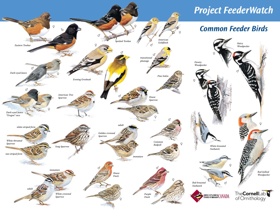 Illustrations of feeder birds