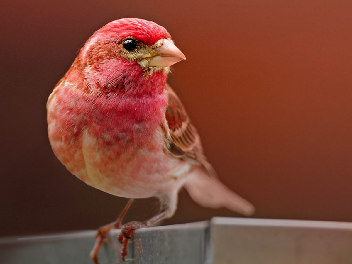 Links to the Feeder Bird ID and Behavior online course.