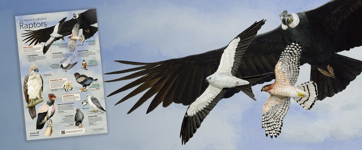 Photo of Raptor poster with a Condor, Kite, and Hawk against a cloudy bluish-gray background. 