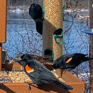Cornell FeederWatch Cam