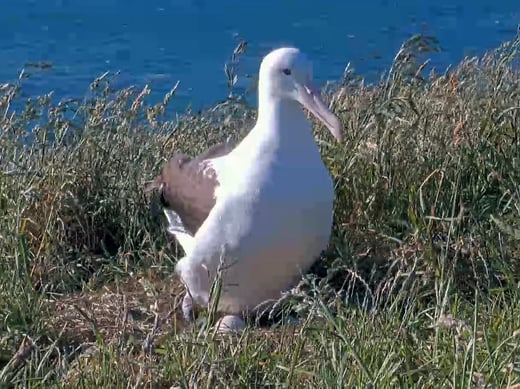 A royal albatross hovering over her egg.