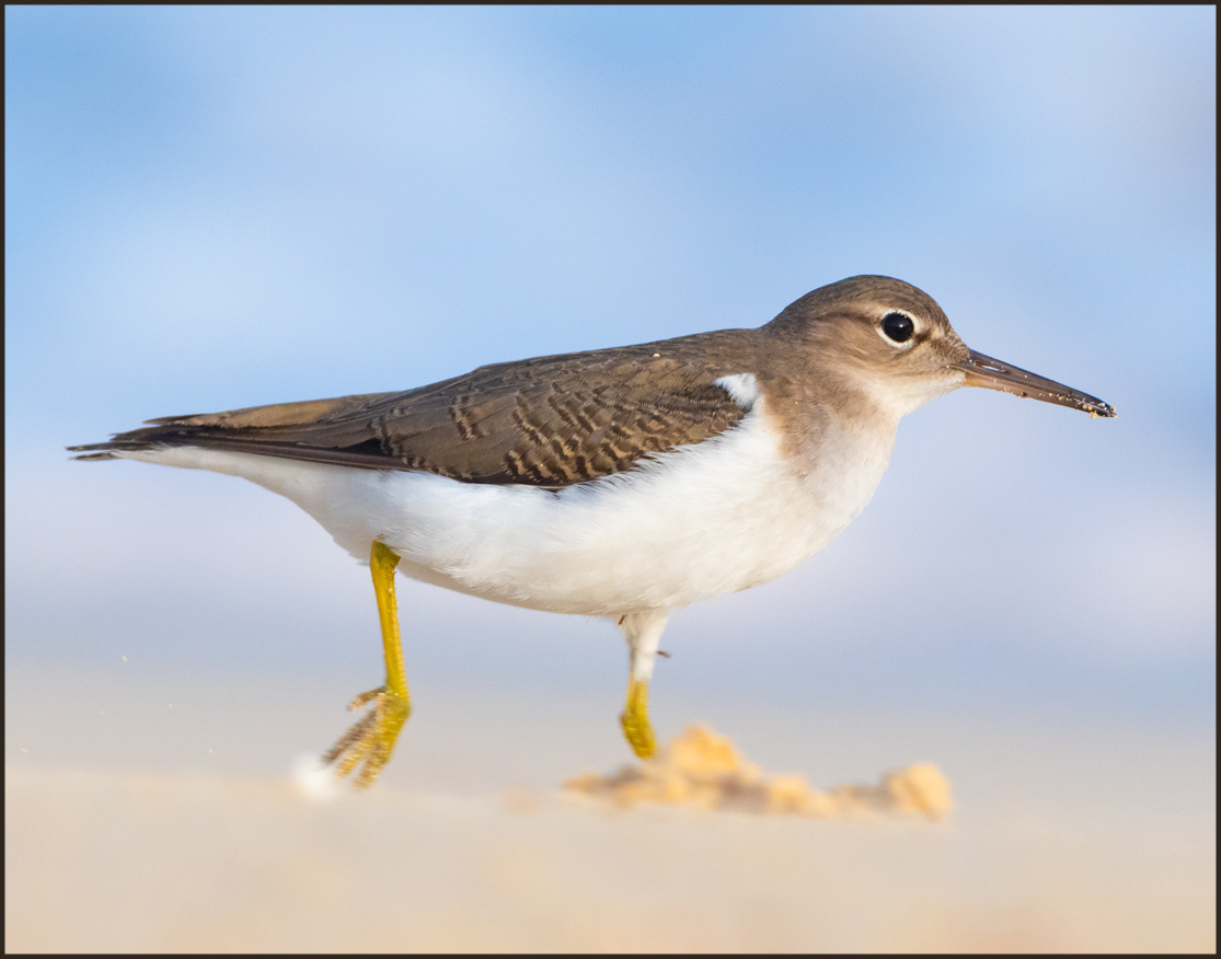 sandpiper_preview-2