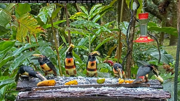 Six Collared Aracaris eating fruit on the Panama Fruit Feeder cam.